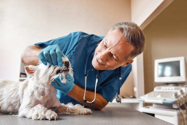 Best Tooth Infection Emergency Dentist  in Montpelier, ID